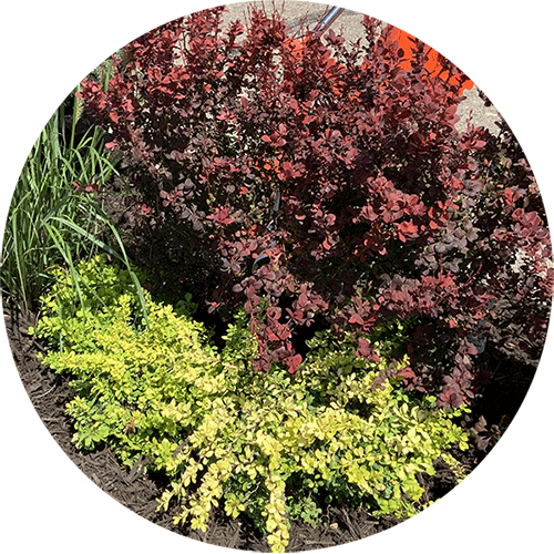 Red-orange barberry and chartruese barberry shrubs.